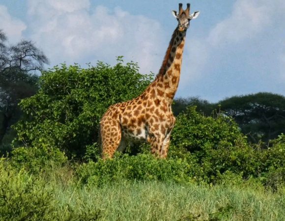Ruaha National Park – Tanzania’s Hidden Wilderness Gem