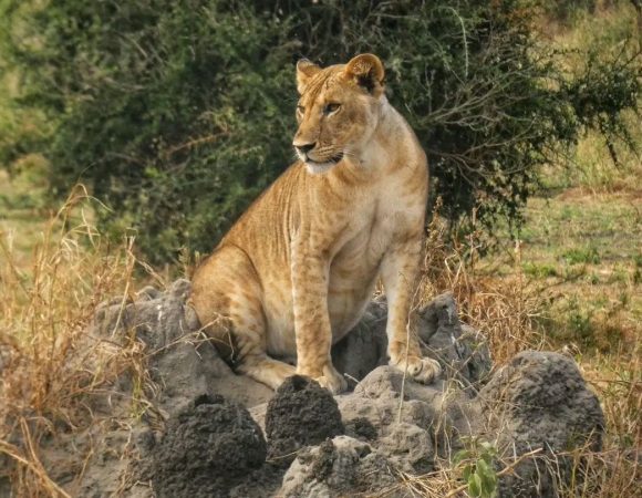 Mikumi National Park – Tanzania’s Hidden Wildlife Gem
