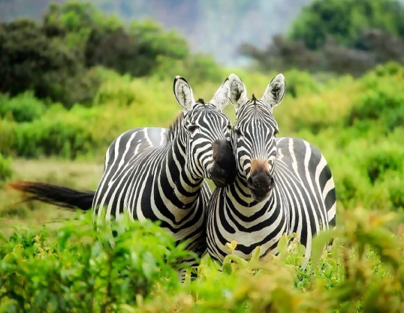 4 Days Tanzania Safari