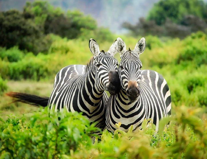 4 Days Tanzania Safari