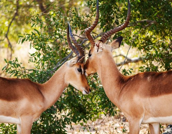 6 Days Tanzania Safari