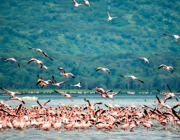 3 Days Tanzania Safari