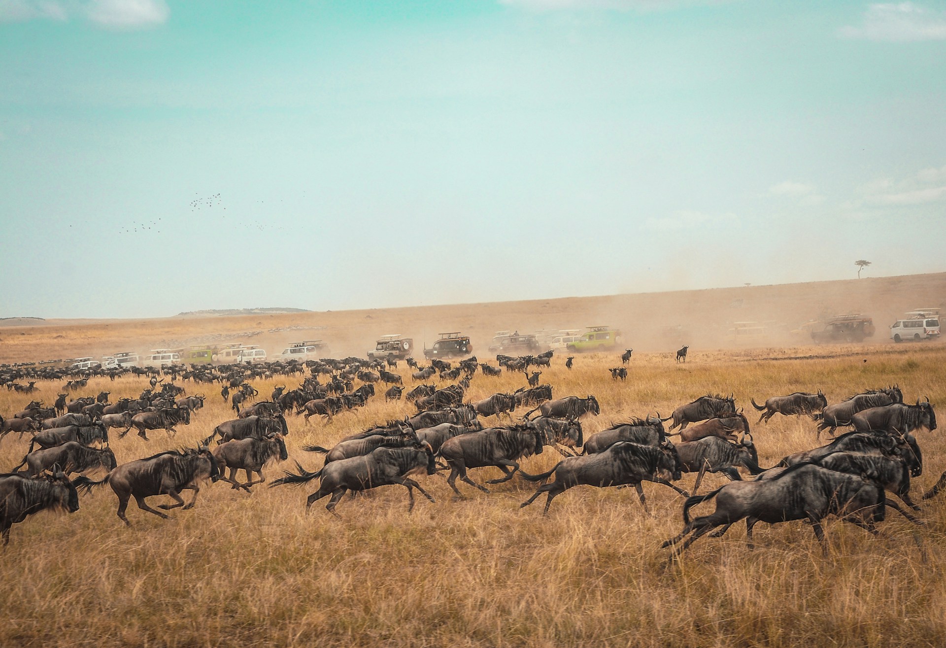 Serengeti