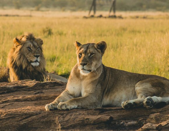 7 Days Tanzania Safari