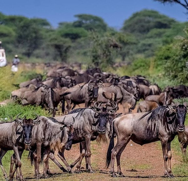 10 Days Tanzania Closer To Nature